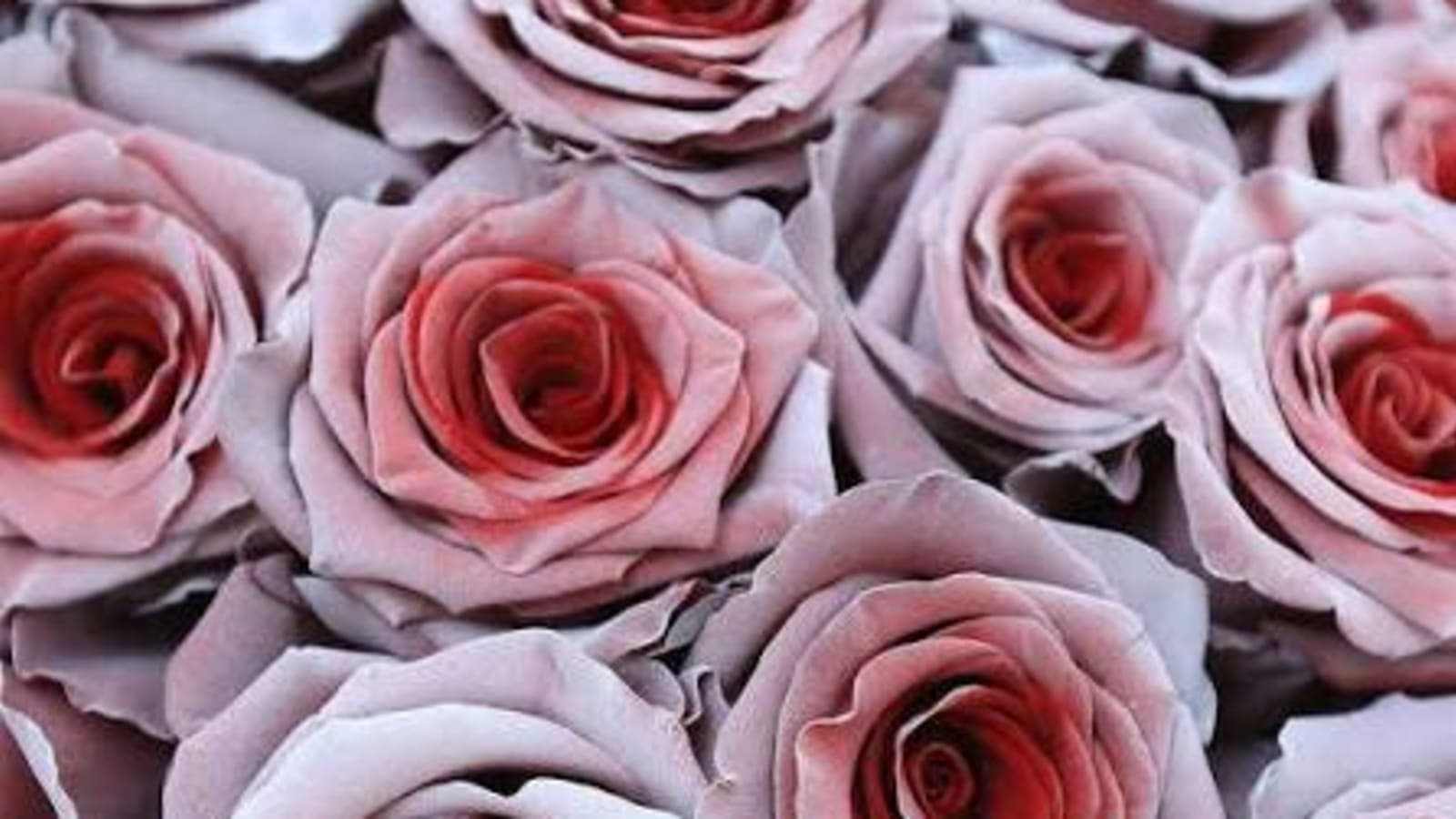 Rosaholics: Bringing Farm-Fresh Luxury Roses Straight to Your Door